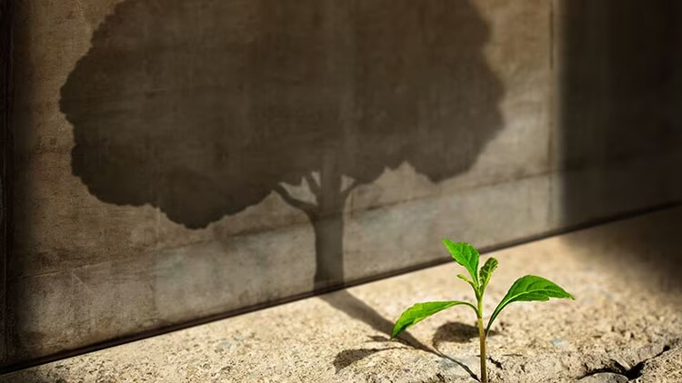 ESG program: a sapling growing in a crack of concrete casting a shadow of a fully grown tree