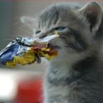 Profile (jhullinger)