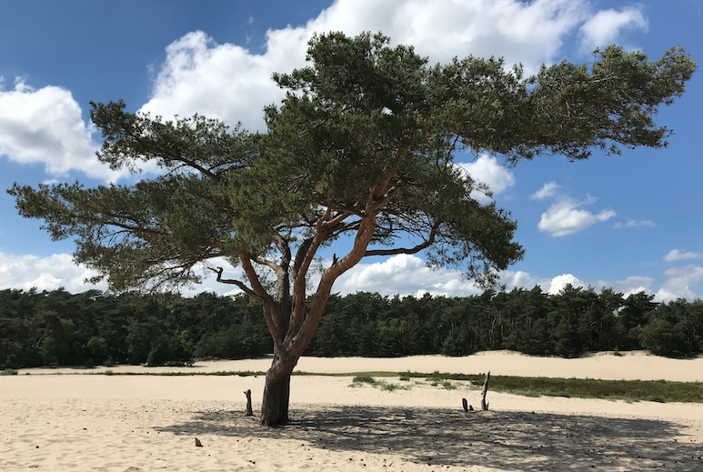 Sebastiaan