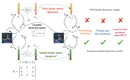 Efficient Dynamics Modeling in Interactive Environments with Koopman Theory