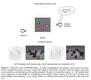 Visual Question Answering From Another Perspective: CLEVR Mental Rotation Tests