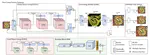 Overnet: Lightweight multi-scale super-resolution with overscaling network