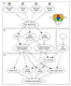 Flaky Performances when Pretraining on Relational Databases