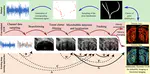 Deep Learning in Ultrasound localization Microscopy: Applications and perspectives