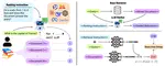BiXSE: Improving Dense Retrieval via Probabilistic Graded Relevance Distillation